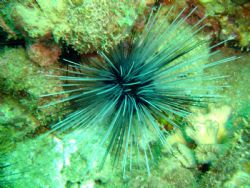 Spiny urchin in Dominica by Kelly N. Saunders 